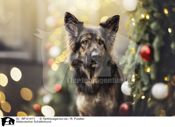 Altdeutscher Sch�ferhund / Old German Shepherd / RP-01411
