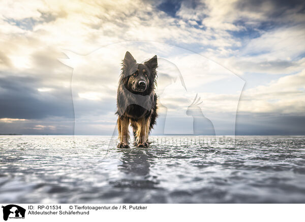Altdeutscher Sch�ferhund / RP-01534