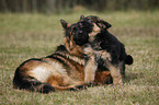 liegender Altdeutscher Schferhund