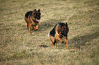 rennender Altdeutscher Schferhund