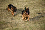 rennender Altdeutscher Schferhund