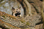 Altdeutscher Schferhund Portrait