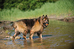 spielender Altdeutscher Schferhund