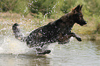 rennender Altdeutscher Schferhund