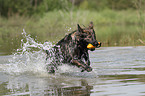 spielender Altdeutscher Schferhund