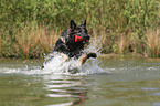 spielender Altdeutscher Schferhund