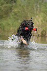 spielender Altdeutscher Schferhund