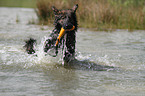 spielender Altdeutscher Schferhund