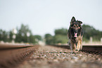 rennender Altdeutscher Schferhund