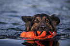 Altdeutscher Schferhund