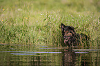 schwimmender Altdeutscher Schferhund