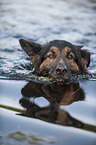 schwimmender Altdeutscher Schferhund