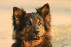 Altdeutscher Sch�ferhund Portrait