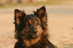 Altdeutscher Sch�ferhund Portrait