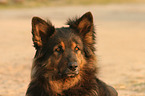 Altdeutscher Sch�ferhund Portrait