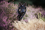Altdeutscher Sch�ferhund in der Heide