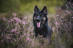 Altdeutscher Sch�ferhund in der Heide