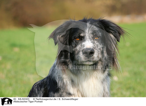 Altdeutscher Tiger Portrait / SS-50303