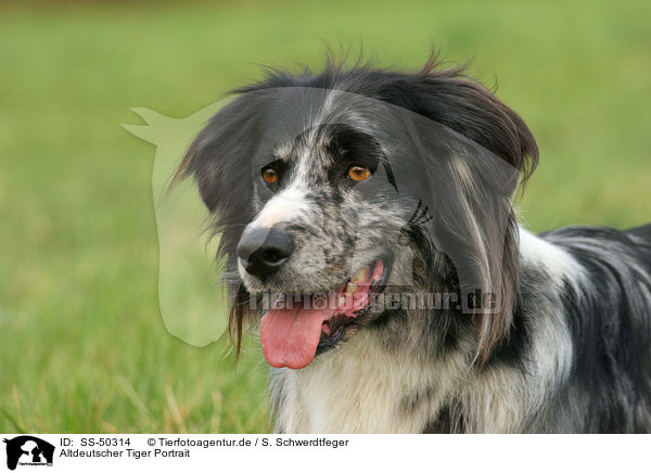 Altdeutscher Tiger Portrait / SS-50314