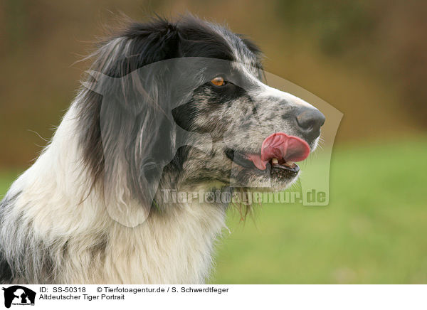 Altdeutscher Tiger Portrait / SS-50318
