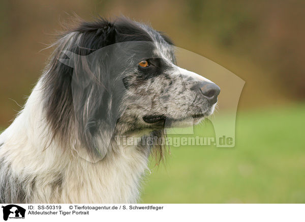 Altdeutscher Tiger Portrait / SS-50319