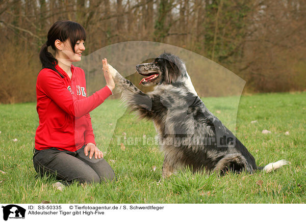 Altdeutscher Tiger gibt High-Five / SS-50335