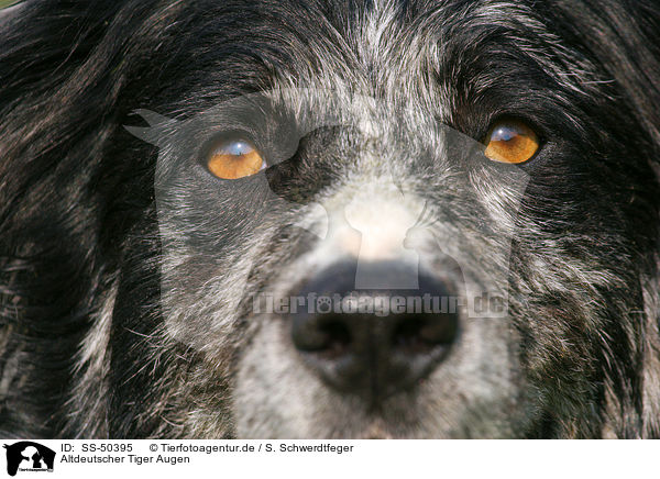 Altdeutscher Tiger Augen / Tiger eyes / SS-50395