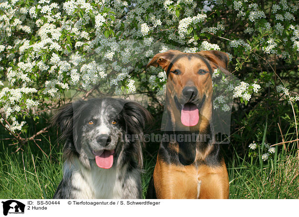 2 Hunde / SS-50444