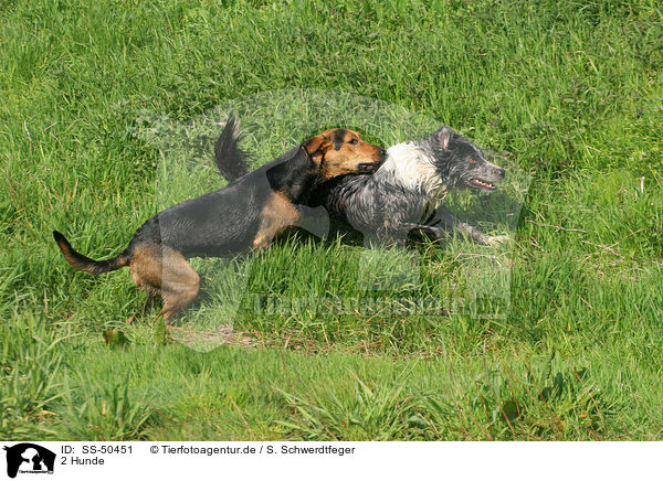 2 Hunde / SS-50451