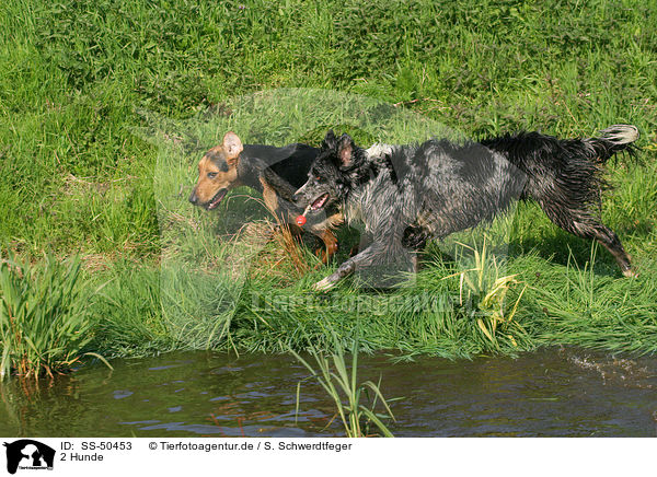 2 Hunde / SS-50453