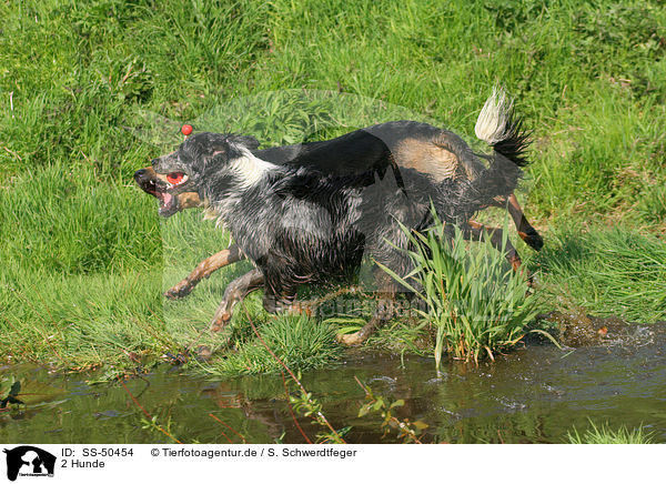 2 Hunde / SS-50454