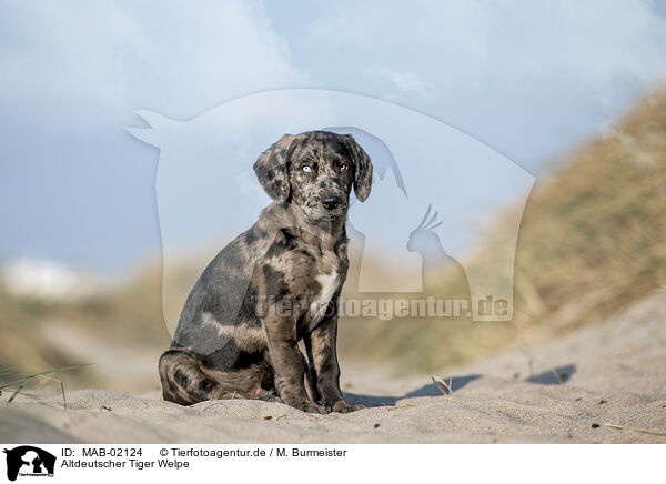 Altdeutscher Tiger Welpe / Tiger puppy / MAB-02124