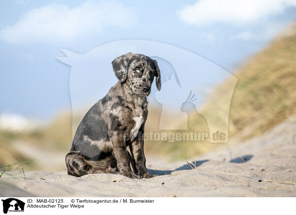 Altdeutscher Tiger Welpe / Tiger puppy / MAB-02125