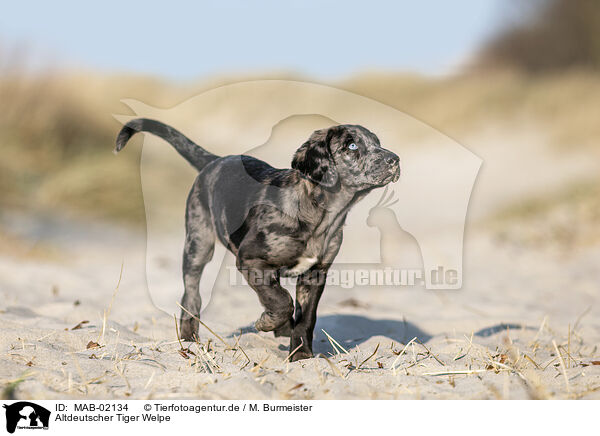 Altdeutscher Tiger Welpe / Tiger puppy / MAB-02134