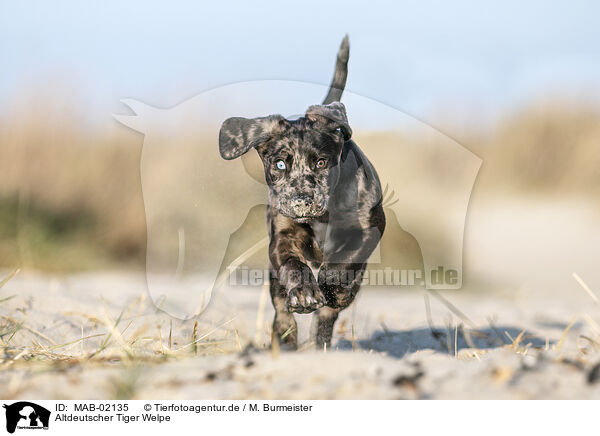 Altdeutscher Tiger Welpe / Tiger puppy / MAB-02135