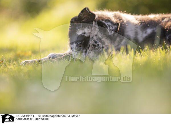 Altdeutscher Tiger Welpe / JM-19441