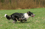 rennender Altdeutscher Tiger