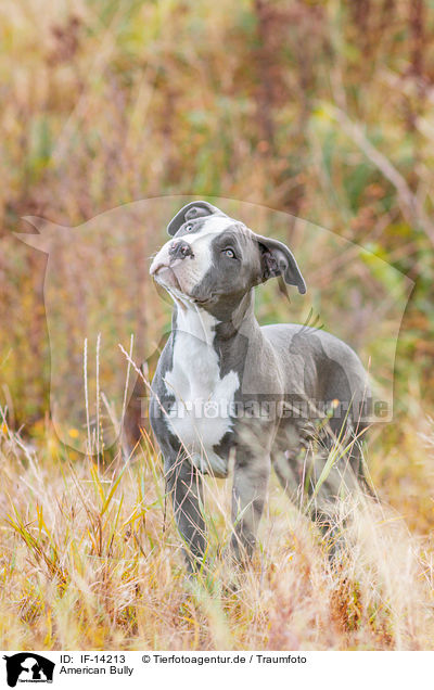 American Bully / IF-14213
