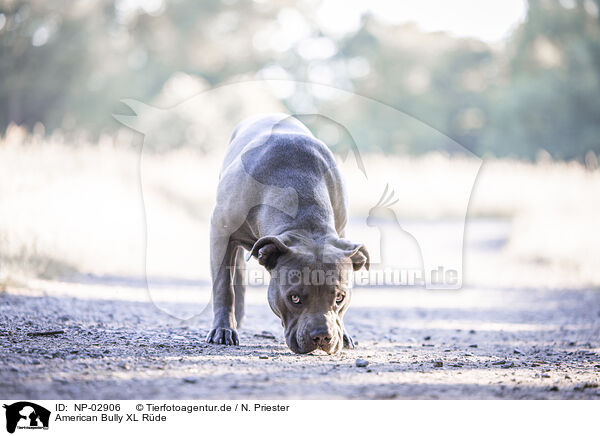 American Bully XL R�de / male American Bully XL / NP-02906
