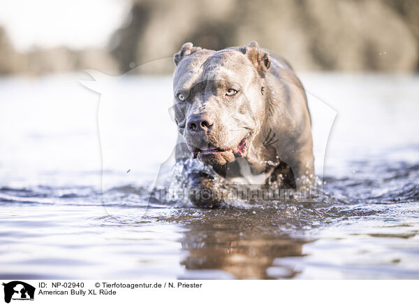 American Bully XL R�de / male American Bully XL / NP-02940