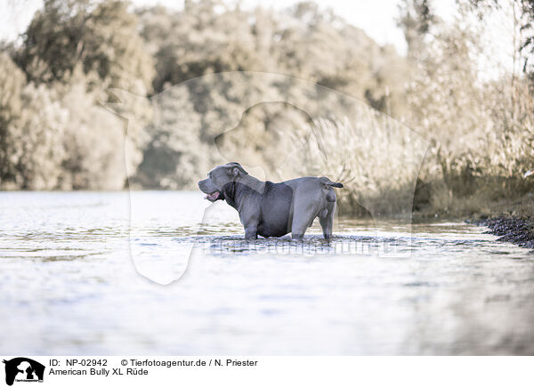 American Bully XL R�de / male American Bully XL / NP-02942