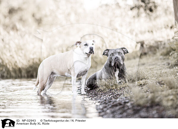 American Bully XL Rde / male American Bully XL / NP-02943