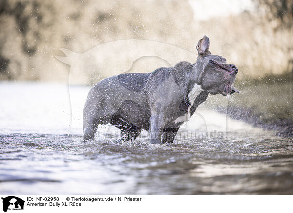 American Bully XL R�de / male American Bully XL / NP-02958