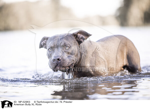 American Bully XL Rde / NP-02963