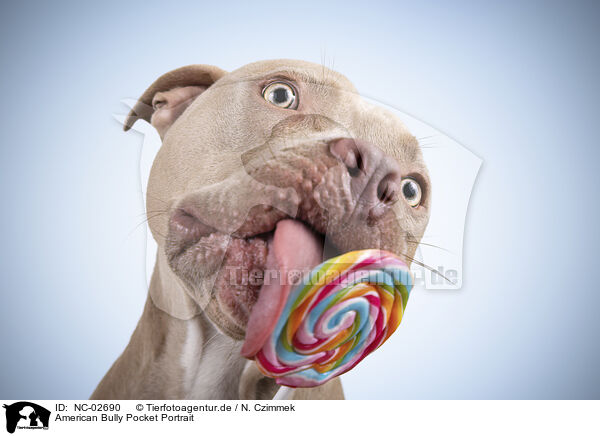 American Bully Pocket Portrait / American Bully Pocket Portrait / NC-02690