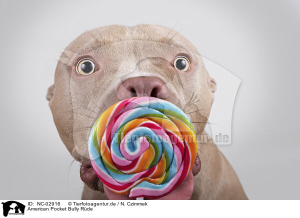 American Pocket Bully Rde / male American Pocket Bully / NC-02916