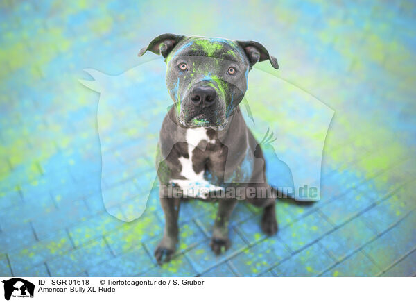 American Bully XL R�de / male American Bully XL / SGR-01618