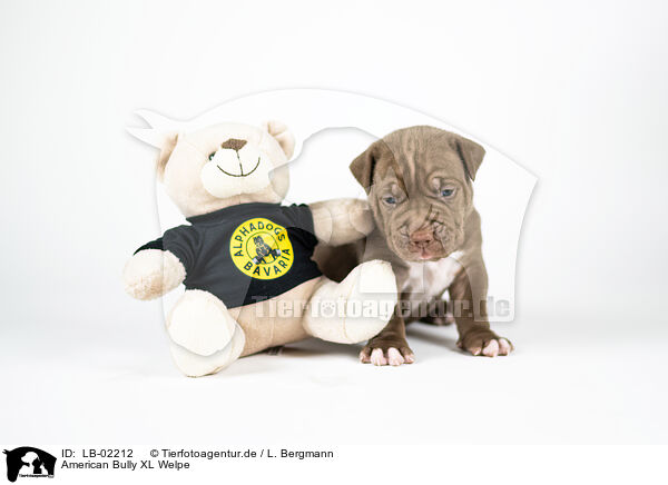 American Bully XL Welpe / American Bully XL Puppy / LB-02212