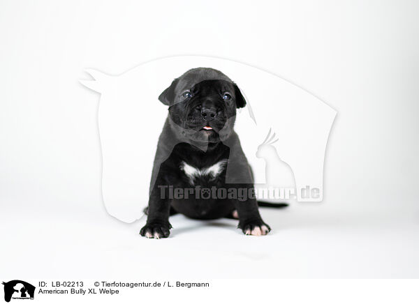 American Bully XL Welpe / American Bully XL Puppy / LB-02213