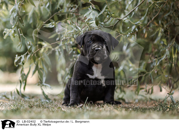 American Bully XL Welpe / American Bully XL Puppy / LB-02402